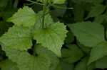 Garlic mustard